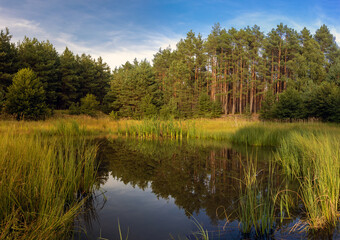 Fototapeta na wymiar Small lake in the forest at sunset. A pond with reeds, the surrounding nature is reflected on surface.