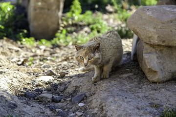 Abandoned orange cat