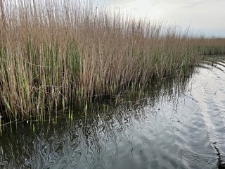 Beautiful landscape sunrise reed beds  on Hickling Broad nature reserve in Norfolk East Anglia uk with sun breaking through cloud reflect in still water on dawn chorus boat ride in early morning light