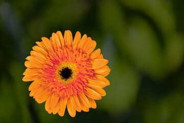 multicolor flowers in the garden, landscape background