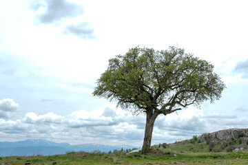 Fototapeta na wymiar Cloudy sky and a lonely tree on the hill.