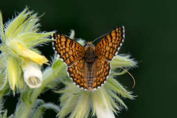 Macro shots, Beautiful nature scene. Closeup beautiful butterfly sitting on the flower in a summer garden.