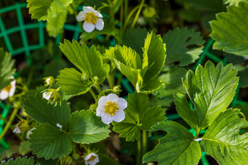 Close up macro view of blooming strawberry plants. Sweden. 