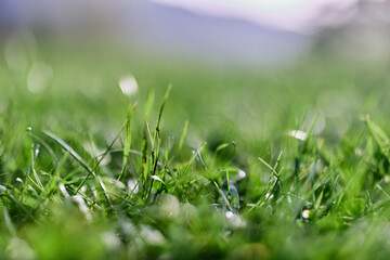 Green grass in spring, close-up photo