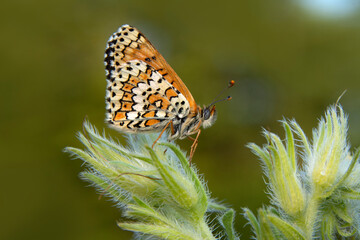 Macro shots, Beautiful nature scene. Closeup beautiful butterfly sitting on the flower in a summer garden.