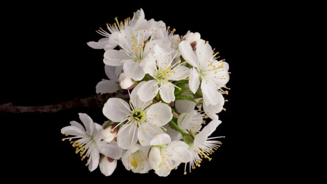 Time-lapse of a white flowers cherry blossom. Spring flower cherry blooming on black background, Vertical footage