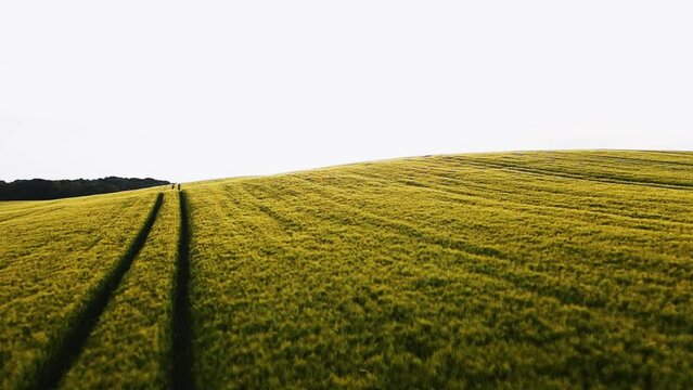 fields and sunset
