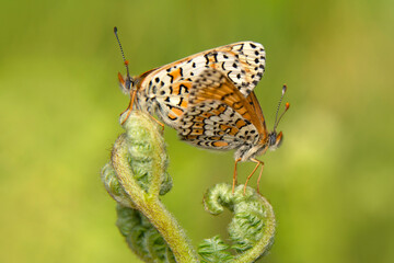 Macro shots, Beautiful nature scene. Closeup beautiful butterfly sitting on the flower in a summer garden.