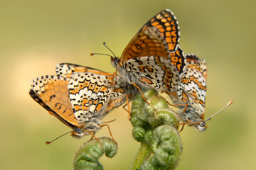 Macro shots, Beautiful nature scene. Closeup beautiful butterfly sitting on the flower in a summer garden.