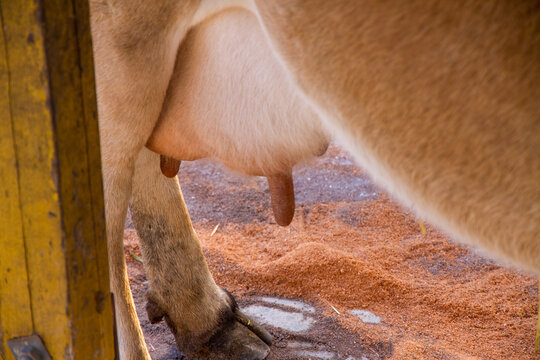 cow, udders - 509153445