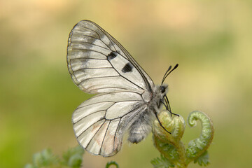 Macro shots, Beautiful nature scene. Closeup beautiful butterfly sitting on the flower in a summer garden.