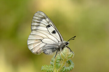 Macro shots, Beautiful nature scene. Closeup beautiful butterfly sitting on the flower in a summer garden.
