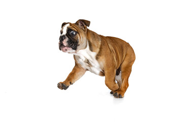 Portrait of beautiful purebred dog, bulldog puppy posing isolated on white studio background. Concept of animal, breed, vet, health and care