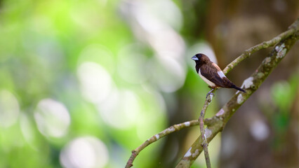 Beautiful striated finch bird perch, natural light soft bokeh background.