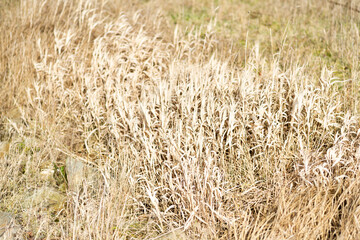 close up of hay