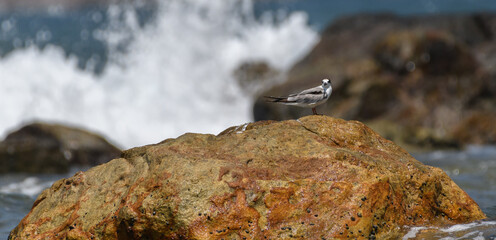 Isolated whiskered tern perch on a rock and ocean waves crash and spray behind the rock.
