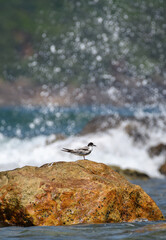 Isolated whiskered tern perch on a rock and ocean waves crash and spray behind the rock.