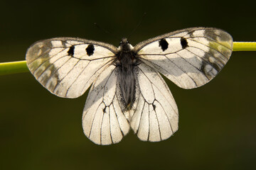Macro shots, Beautiful nature scene. Closeup beautiful butterfly sitting on the flower in a summer garden.