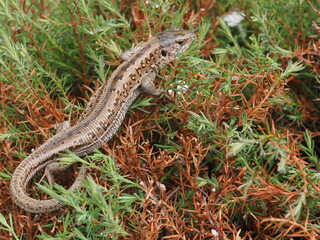 lizard on the grass