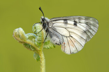 Macro shots, Beautiful nature scene. Closeup beautiful butterfly sitting on the flower in a summer garden.