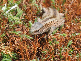 lizard on the grass