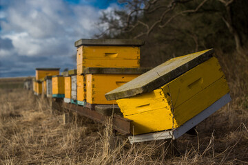 bee hives in the field