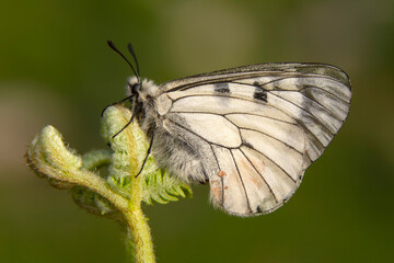 Macro shots, Beautiful nature scene. Closeup beautiful butterfly sitting on the flower in a summer garden.