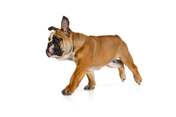 Cute purebred dog, bulldog posing isolated on white studio background. Concept of animal, breed, vet, health and care