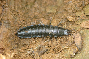 Larva of Beetle (Carabus rugosus subsp. celtibericus)