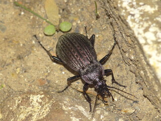 Beetle (Carabus rugosus subsp. celtibericus)