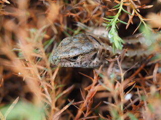 lizard on a rock