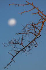 Obraz premium tree branches against blue sky