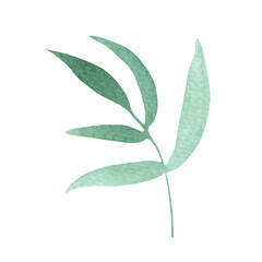 Plant elements. tropical collection. illustration isolated on white background,leaves.Green element.