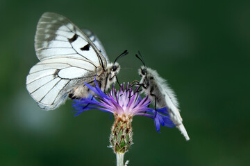 Macro shots, Beautiful nature scene. Closeup beautiful butterfly sitting on the flower in a summer garden.