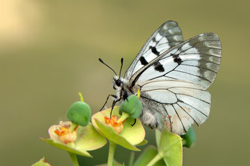 Macro shots, Beautiful nature scene. Closeup beautiful butterfly sitting on the flower in a summer garden.