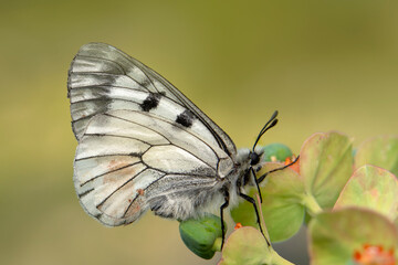 Macro shots, Beautiful nature scene. Closeup beautiful butterfly sitting on the flower in a summer garden.