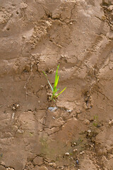 green sprout on brown earth clay ground concectual progress growth mindset