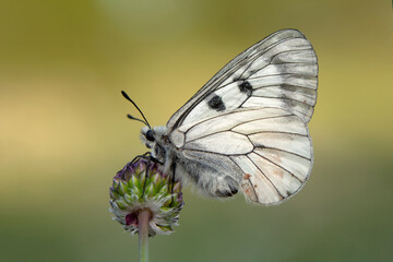 Fototapeta premium Macro shots, Beautiful nature scene. Closeup beautiful butterfly sitting on the flower in a summer garden.