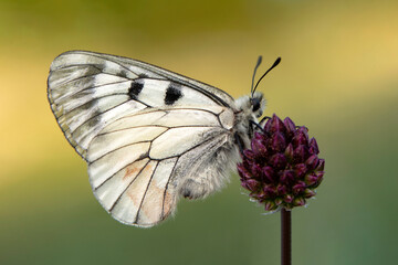 Macro shots, Beautiful nature scene. Closeup beautiful butterfly sitting on the flower in a summer garden.