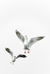 Obraz premium seagull in flight
