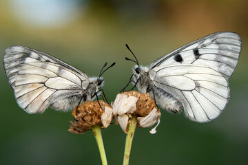 Macro shots, Beautiful nature scene. Closeup beautiful butterfly sitting on the flower in a summer garden.