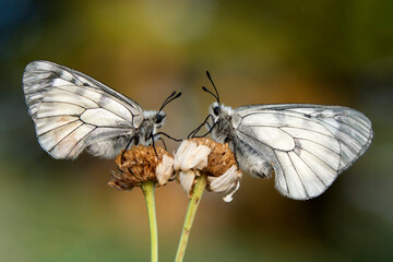 Macro shots, Beautiful nature scene. Closeup beautiful butterfly sitting on the flower in a summer garden.