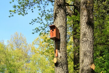Wooden nest box with entrance hole on a tree in a forest. Handmade birdhouse, Birdbox on the birch in the park. Spring season migration. Caring and feeding seeds. Environmental nature concept