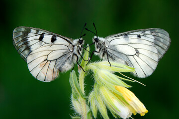 Macro shots, Beautiful nature scene. Closeup beautiful butterfly sitting on the flower in a summer garden.