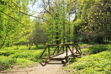 Wooden bridge and dense green vegetation and trees along the trail path on eco route in the reserve. Nature forest tourism and travel. Healthy hiking lifestyle. Walking in a city park. Ecology concept