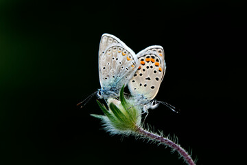 Macro shots, Beautiful nature scene. Closeup beautiful butterfly sitting on the flower in a summer garden.