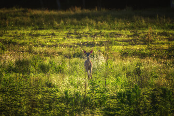 Deer in the hay field with setting sun behind it.  Late day soft shot of deer in Windsor in Upstate...