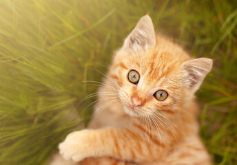 the red-haired kitten is looking at the camera lying on the green grass - Powered by Adobe