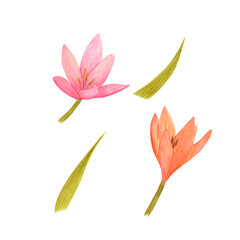 Handdrawn Watercolor pink and orange lily with green leaves on the white background. Scrapbook design, typography poster, label, banner, post card.