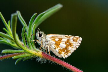 Macro shots, Beautiful nature scene. Closeup beautiful butterfly sitting on the flower in a summer garden.